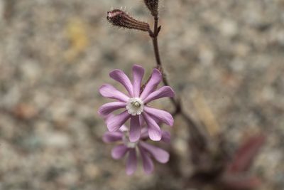 Silene discolor, photographed by Eleftherios Katsillis