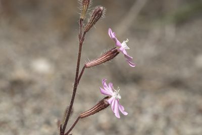 Silene discolor, photographed by Eleftherios Katsillis