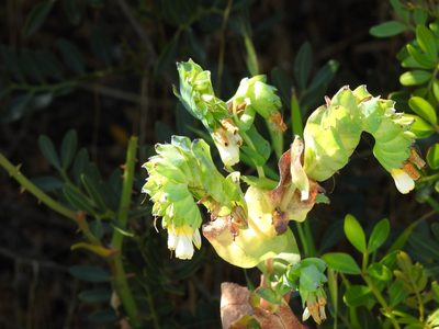 Cerinthe major, photographed by Duarte Frade