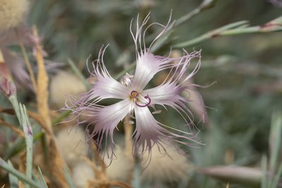 Dianthus crinitus, photographed by Eleftherios Katsillis