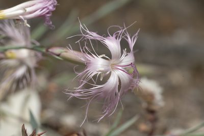 Dianthus crinitus, photographed by Eleftherios Katsillis