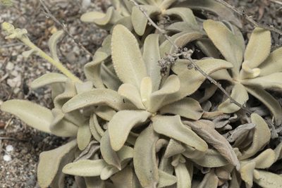 Verbascum syriacum, photographed by Eleftherios Katsillis