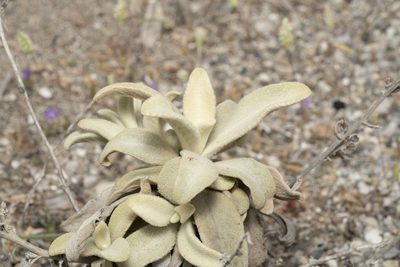 Verbascum syriacum, photographed by Eleftherios Katsillis