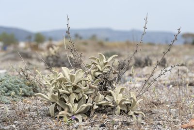 Verbascum syriacum, photographed by Eleftherios Katsillis