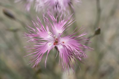 Dianthus crinitus, photographed by Eleftherios Katsillis