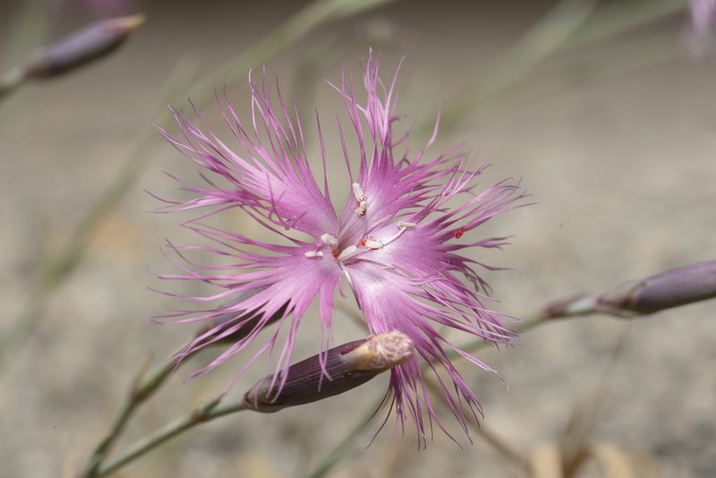 Dianthus crinitus, photographed by Eleftherios Katsillis