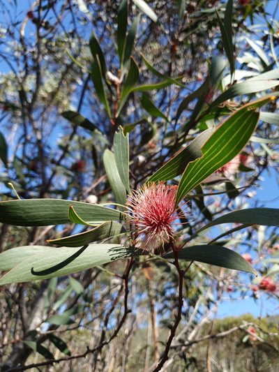 Hakea laurina, photographed by Em Lamond