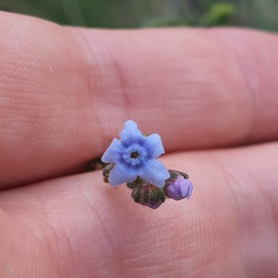 Cynoglossum australe, photographed by Claudia Schipp