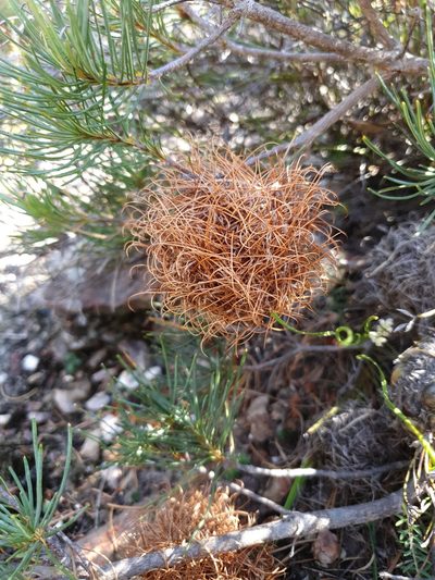 Banksia sphaerocarpa, photographed by Em Lamond