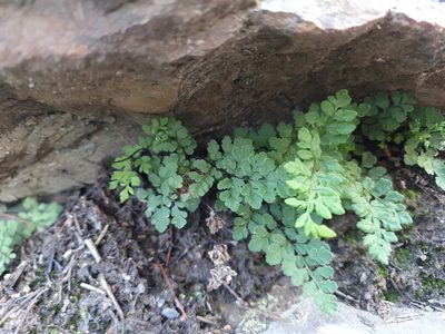 Cheilanthes austrotenuifolia, photographed by Em Lamond