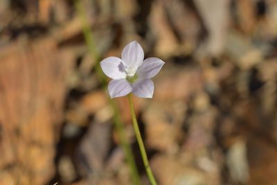 Wahlenbergia ramosa, photographed by Christopher Stephens