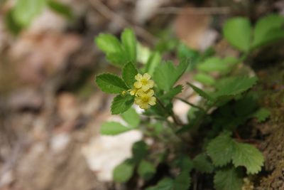 Aremonia agrimonoides, photographed by Marija Blagović
