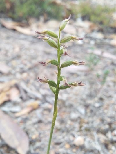 Genoplesium rufum, photographed by insiderelic