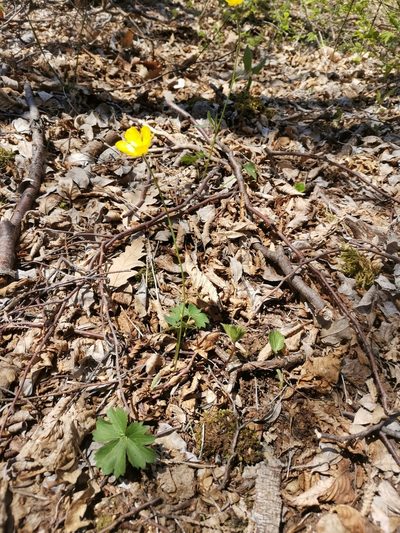 Ranunculus tuberosus, photographed by Ljaž