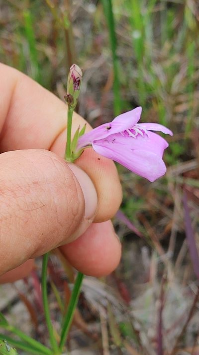 Dianthera crassifolia, photographed by Scott Allen Davis