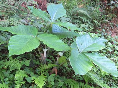 Arisaema ringens, photographed by Marco Mussita