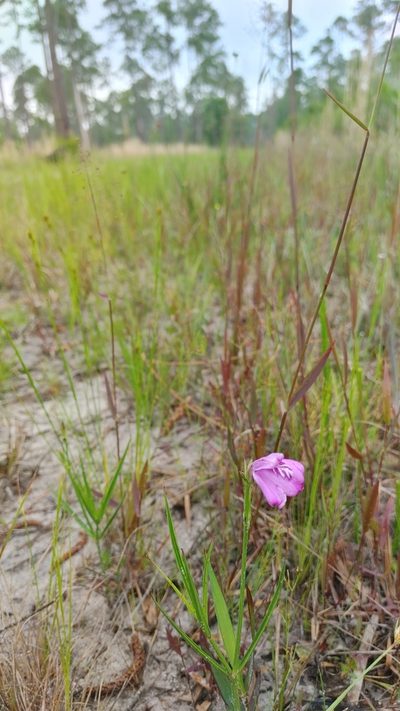 Dianthera crassifolia, photographed by Scott Allen Davis