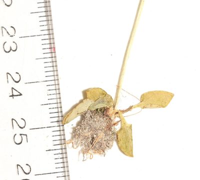 Parnassia parviflora, photographed by Allan Harris