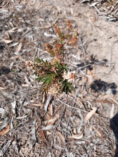Glycyrrhiza acanthocarpa, photographed by spacegecko