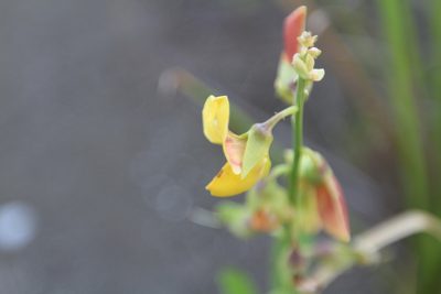 Crotalaria retusa, photographed by Brian Oakes Haiti Hunter