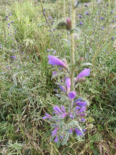 Echium tuberculatum, photographed by Daniel Franco