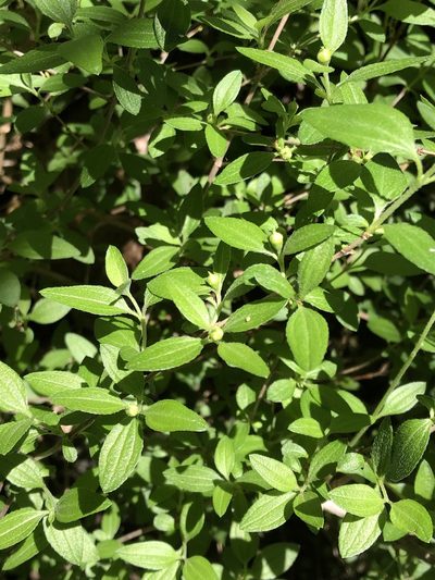 Philadelphus texensis, photographed by Brooke Smith