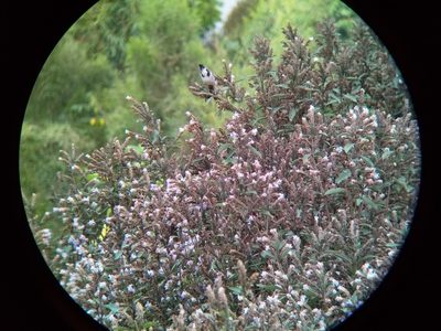 Strobilanthes kunthiana, photographed by Viral joshi
