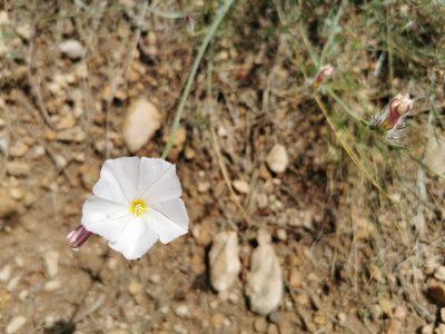Convolvulus lanuginosus, photographed by Manuel Cardeñosa