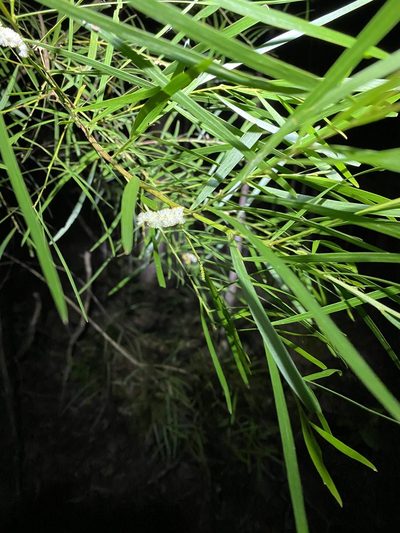 Acacia longissima, photographed by Greg Tasney