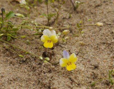 Viola hymettia, photographed by Roman