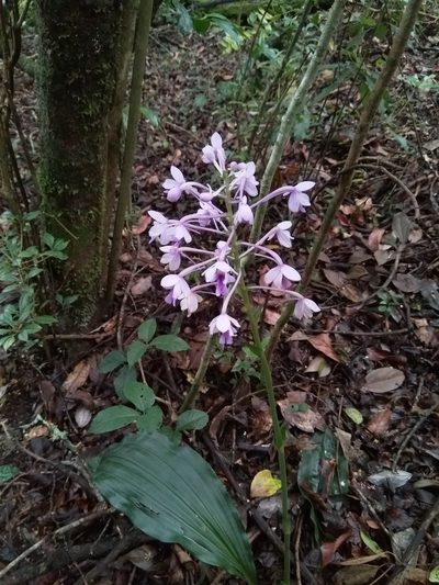 Calanthe masuca, photographed by Viral joshi
