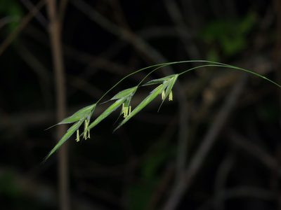 Bromus pubescens, photographed by Michelle W. （鍾偉瑋）