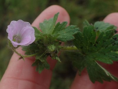 Geranium wakkerstroomianum, photographed by Peter Warren