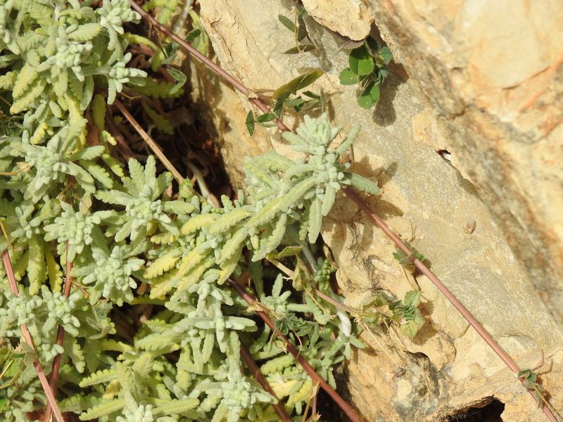 Teucrium vincentinum, photographed by Duarte Frade