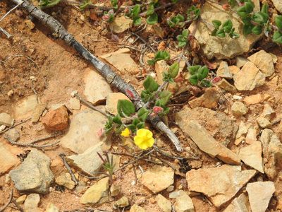 Helianthemum marifolium, photographed by Duarte Frade