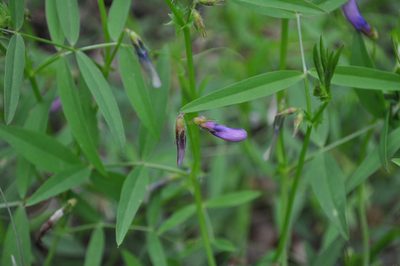 Vicia bithynica, photographed by Josep Gesti