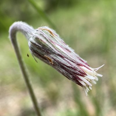 Chaptalia texana, photographed by Sue Carnahan