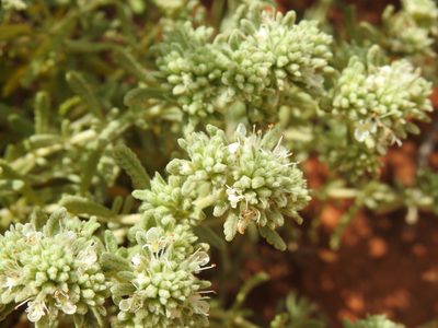 Teucrium vincentinum, photographed by Duarte Frade