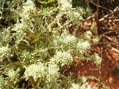 Teucrium vincentinum, photographed by Duarte Frade