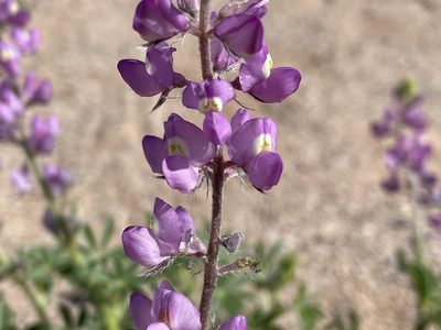 Lupinus arizonicus, photographed by Henrik Kibak