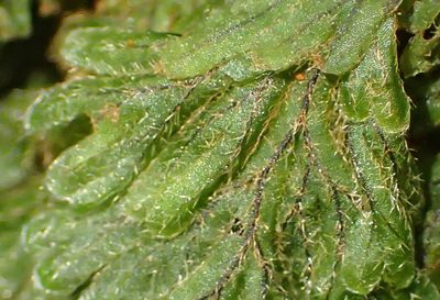 Hymenophyllum aeruginosum, photographed by Nicola van Berkel