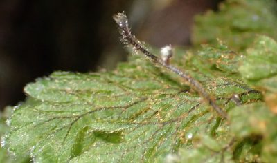Hymenophyllum aeruginosum, photographed by Nicola van Berkel