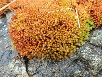 Imbribryum torenii, photographed by Randal