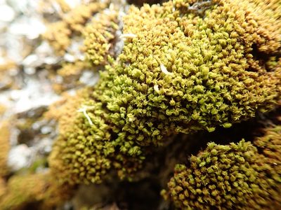 Zygodon rupestris, photographed by Randal