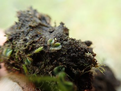 Riccia beyrichiana, photographed by Randal