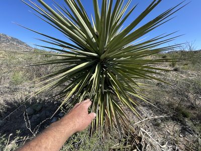 Yucca madrensis, photographed by CK2AZ