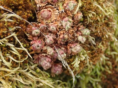 Saxifraga cespitosa, photographed by Randal