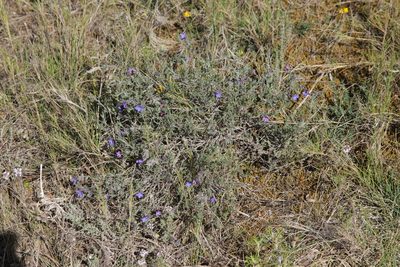 Lithodora fruticosa, photographed by Olivier Argagnon