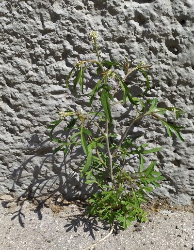 Lepidium sativum, photographed by carnifex