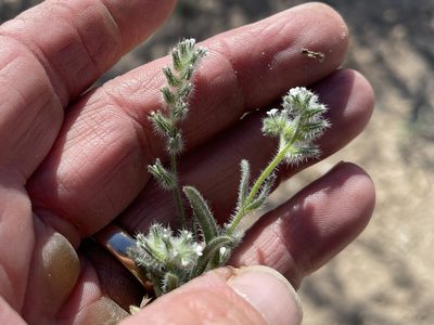 Cryptantha pterocarya, photographed by CK2AZ